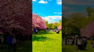 New York lBrooklyn Botanic garden 🍃🌿#travel #trending #shorts #shortsfeed