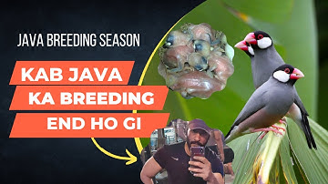 Java Breeding Tips #javasparrow #javabreeding