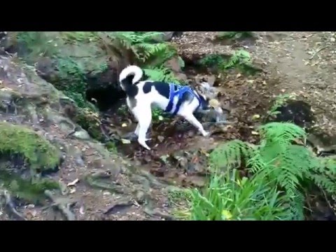 Simon Glucklicher Hund Auf Drei Beinen Youtube