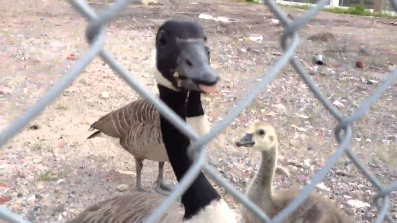 nasty hissing goose youtube