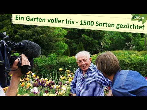 Video: Iriszwiebeln pflanzen - So pflanzt man niederländische, englische und spanische Schwertlilien