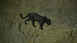 An amazing Black Leopard (or Black Panther).