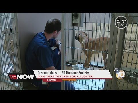 Video: Adoptable suns tikai reaģē uz franču akcentu. Oi! C'est Vrai!