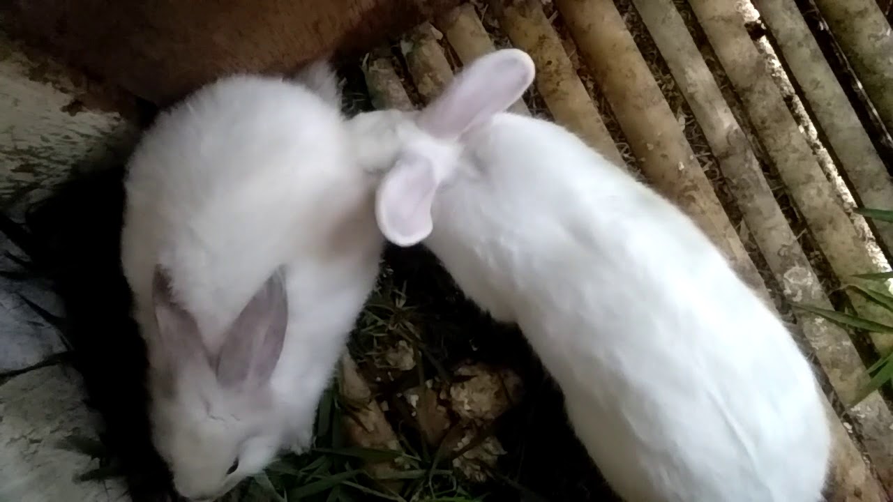 Cara mengawinkan kelinci umur 4 bulan masih pertama dikawinkan