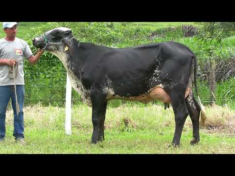 LOTE 15 • LEILÃO GIROLANDO VILAREJO • DIA 22 DE MARÇO 14HS REMATEWEB • 0534CV