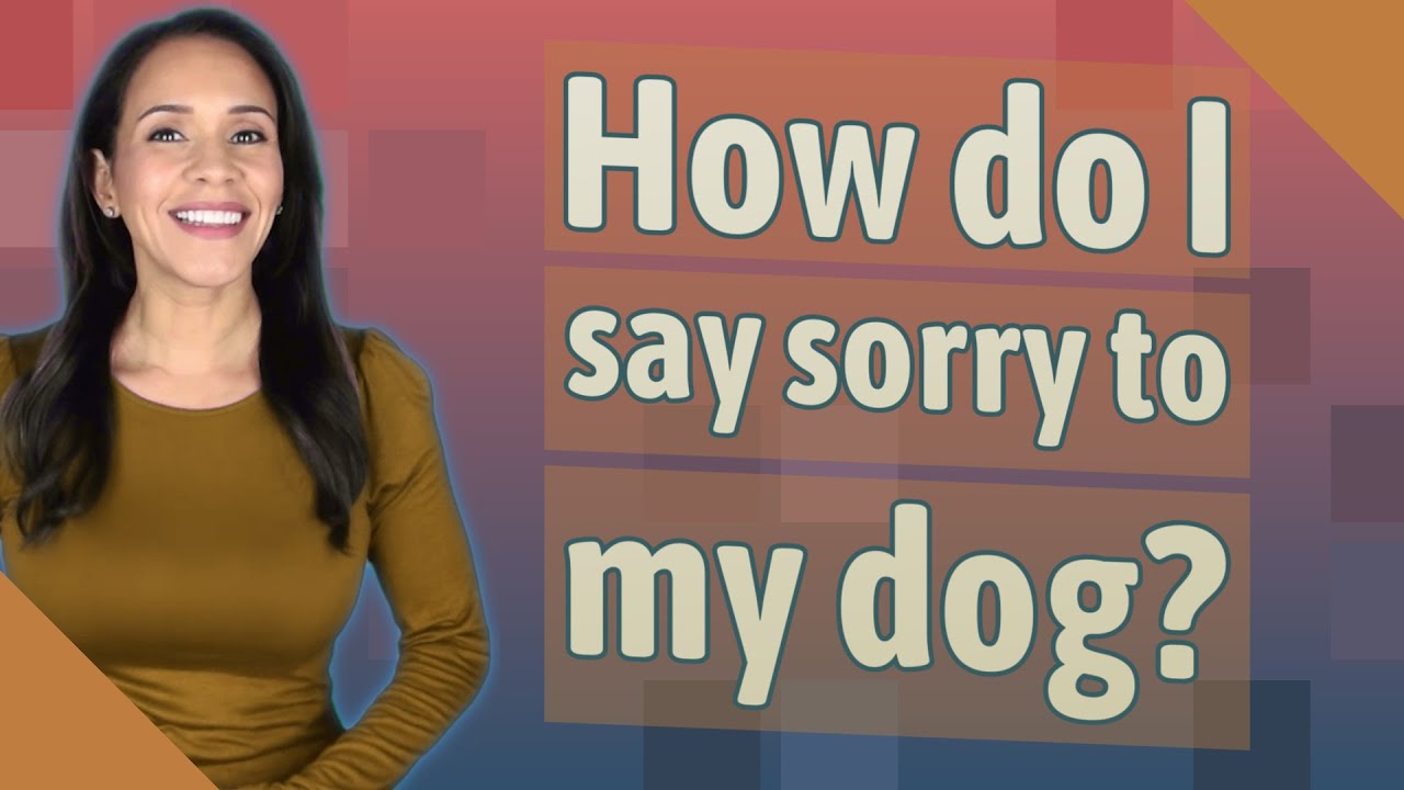 How Do I Say Sorry to My Dog? 8 How Do I Say Sorry to My Dog?