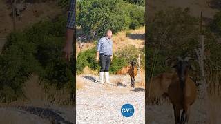Ο Τελευταίος Κτηνοτρόφος του Χωριού #κτηνοτροφία  #greekvillagelife