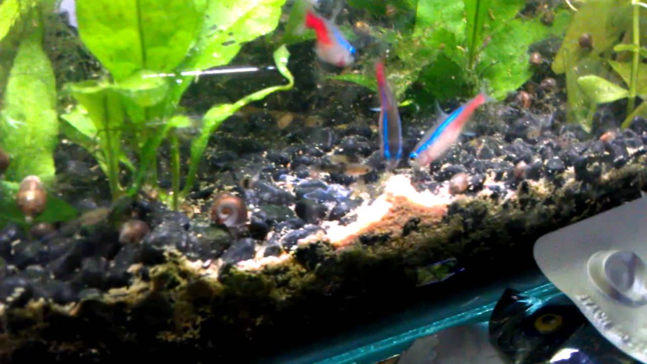 neon tetra fish food