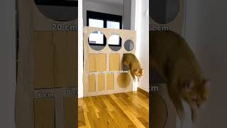 ¡Épico Enfrentamiento Felino: Extravaganza de Gato vs. Caja! 😸📦