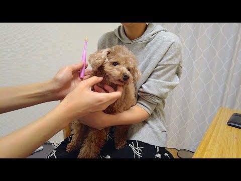歯磨きされる時の犬の態度がパパとママで露骨に違いすぎて笑ったw【トイプードル】