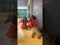 Thailand ✨🐯🇹🇭 #music #song #familyvlog #trendingshorts #viralvideo #family #triger#elephant #mini