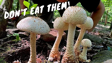 Are the mushrooms in my yard poisonous?