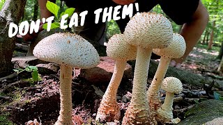 7 Common Poisonous Mushrooms You Should Know