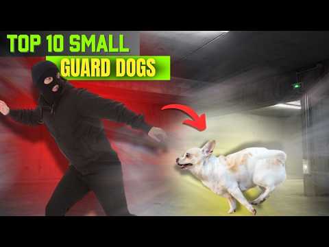 10 Best Small