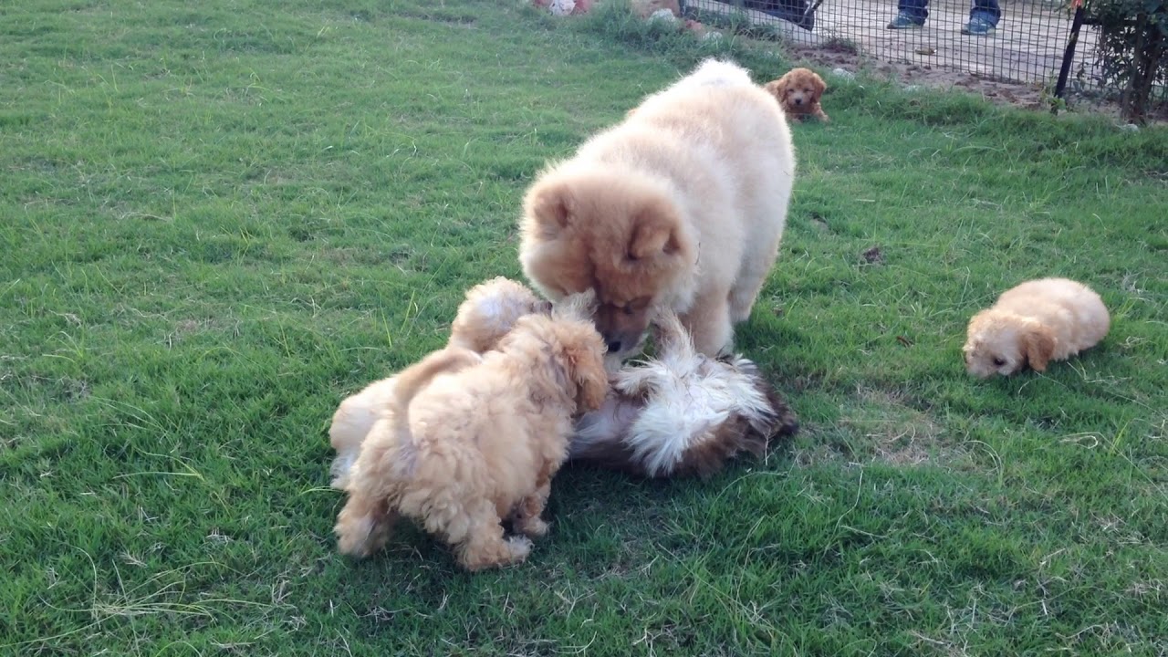 chow chow and poodle