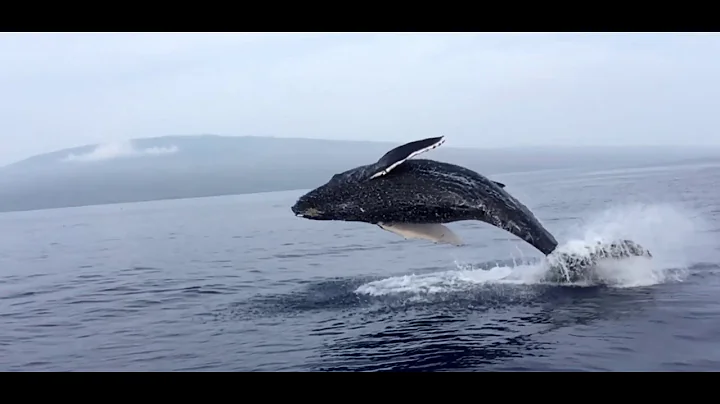 1 Hour of Your Daily Dose of Internet