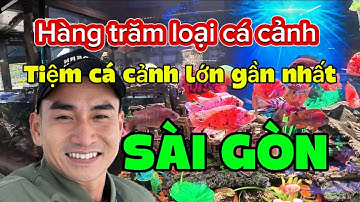 Bật mí tiệm cá cảnh lớn gần nhất Sài Gòn