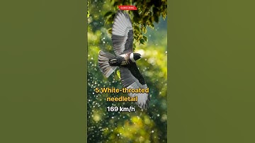 Top 5 Fastest Birds in the World 😱| #shorts #peregrine_falcon