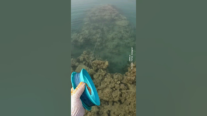 الهامور وراها ..