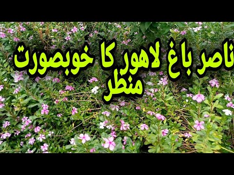 Beautiful greenary//relaxing view of naisr bagh Lahore//nature view//beauty of Lahore