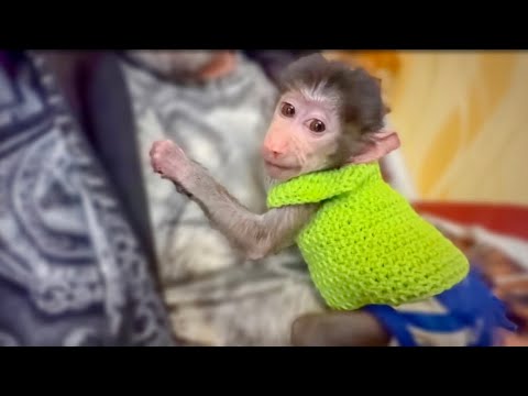 РАСПАКОВОЧКА! Степашка примеряет наряды, а Люся сидит в вольере)