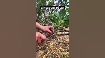 Bẫy đơn giản dễ làm,bẫy gà rừng,chim,lợn #birdtrap #chuột