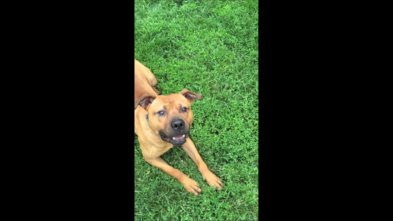 rescue dogs rock nyc June 25, 2015