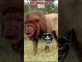 Lion Vs Hippo Don T Disturb My Ego Status Lion Scarface Animals Aura Lionfight Ego Fyp
