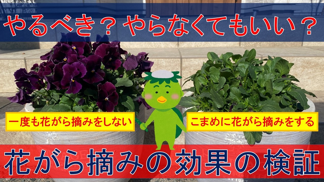 ガーデニング初心者】花がら摘みは本当に効果があるのかどうかを検証し