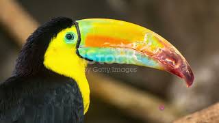 Unique Facts About Tukan The Mystery Of Long-Beaked Birds