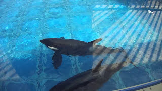 Makani crying for Kasatka - SeaWorld San Diego Makani crying for Kasatka - SeaWorld San Diego