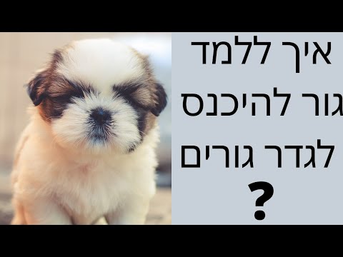 וִידֵאוֹ: איך מגדלים גור כלבים של תחש