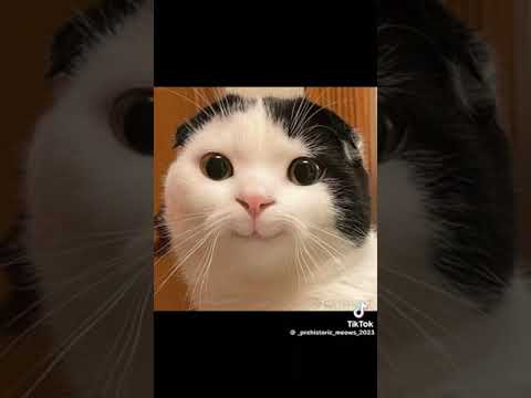 مين عايز يتعلم طريقة عمل الملوخية مع طنط سوسو بس ملوخية بطريقة الست المصرية