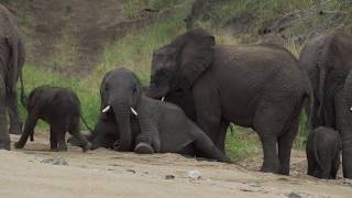 A RAINY DAY BRINGS AN ELEPHANT SURPRISE