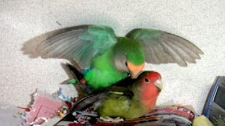 Lovebird Breeding Story