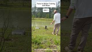 Bean Force to Water Training #boykinspaniel #dogtraining