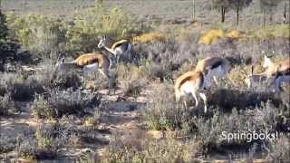 South Africa - Big 5 Safari.wmv