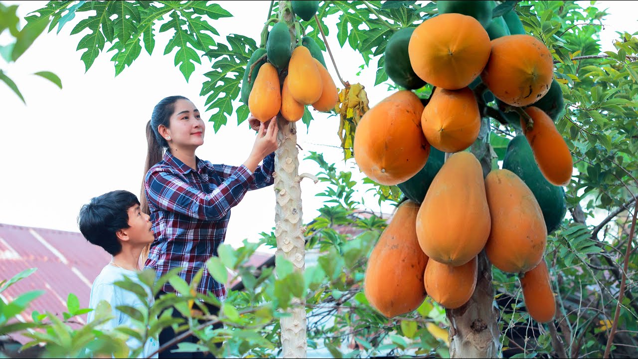 Pick ripe and sweet papaya! Have you ever try water spinach with young root before? Ny said it sweet