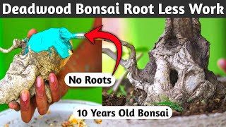 Deadwood Bonsai Root Less Work