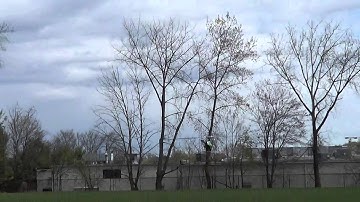 Align trex 700 pro flight 1 with Thunder power g-8 battery ,pilot is nitrokyosho