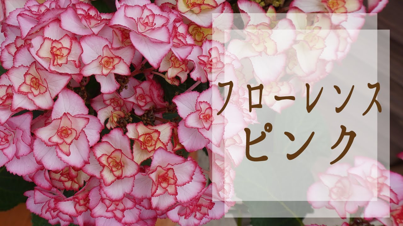フローレンスピンク解説(旧名称未定20-13ピンク) さかもと園芸の新品種