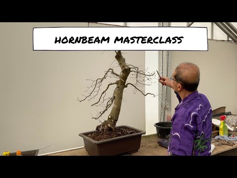 Video: Hornbeam Iep