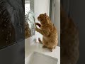 🐱💃🪥 Cat Does a Toothbrush Dance and NAILS IT! 😂 #shorts #cats #funny