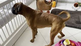 Welcome home Emilia by Dilon the boxer dog 2,317 views 1 year ago 1 minute