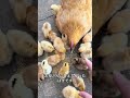 生まれつき毛色が違うというだけで、お母さんに嫌われてしまったのです。 #動物