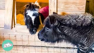 35-Year-Old Horse Finds A Boyfriend And Bosses Everyone Around | Cuddle Buddies