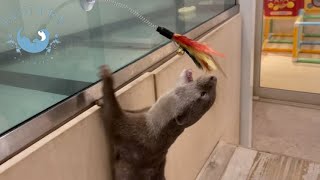 カワウソに猫じゃらしを与えたら、予想よりも猫だった　Otter Play Like a Cat!