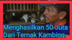 #Ternak Kambing (Menghasilkan 50 juta) - Durasi: 7.25. 