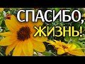 Спасибо, Жизнь! Благодарите Каждую Минуту! Очень СИЛЬНЫЙ Стих о Жизни.