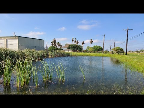 XXL Bass Are Hiding In This TINY Pond